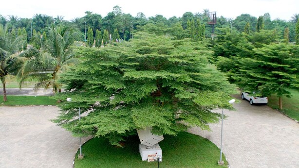 Un árbol grande de tronco blanco y follaje verde en un área ajardinada con un camino de grava y un automóvil estacionado.