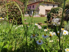 Un giardino con margherite e una casa sullo sfondo.