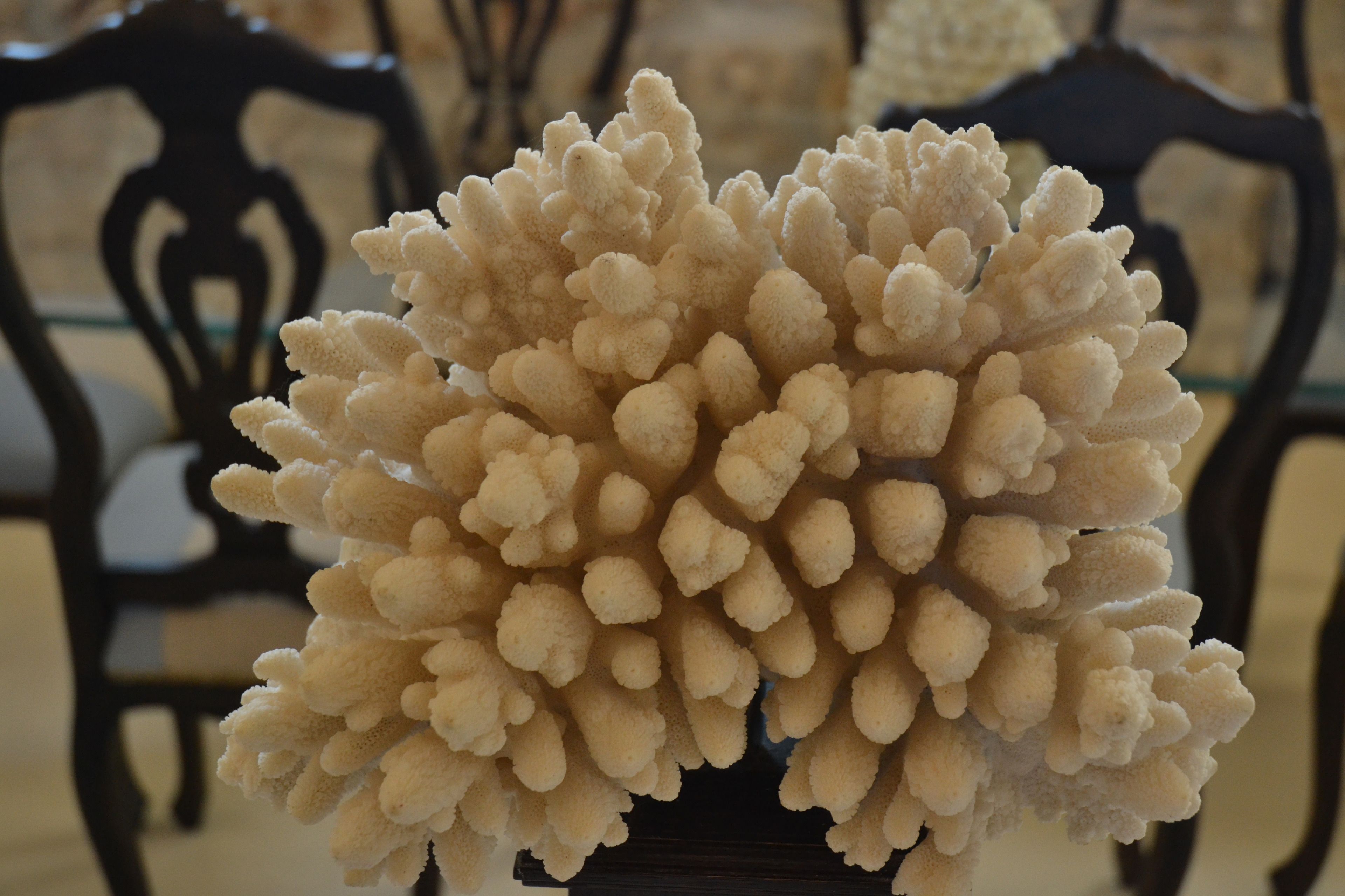 A close-up of a coral-like structure with a textured surface, placed on a table with a dark wooden chair in the background.