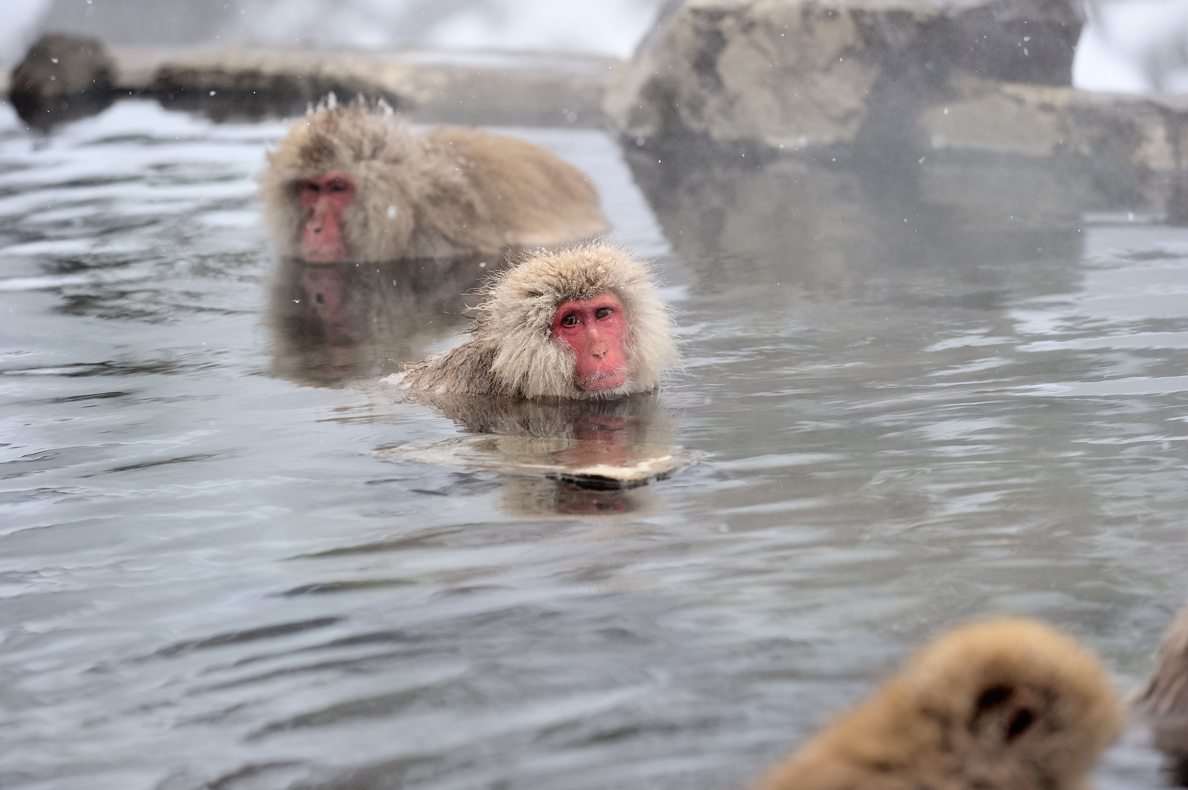 Un grupo de monos nieve en un manantial termal, con rocas y agua visibles.
