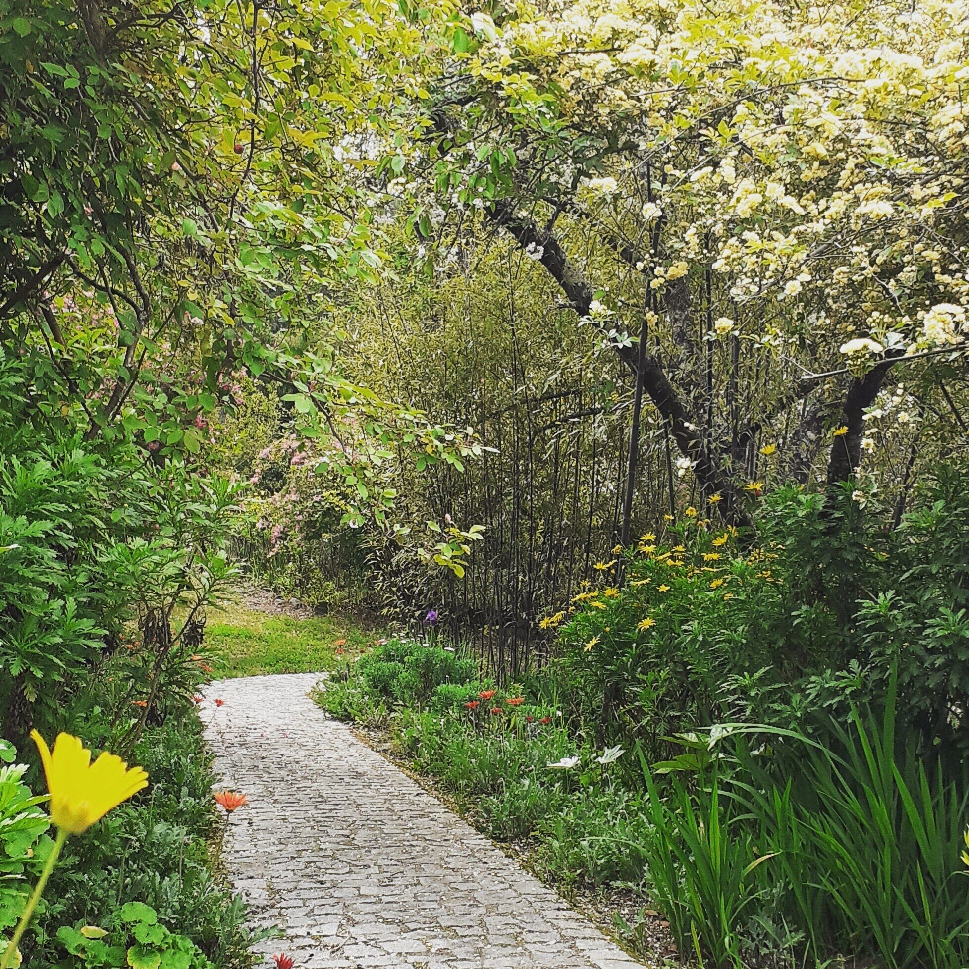 A cobblestone pathway surrounded by lush greenery and flowering plants.