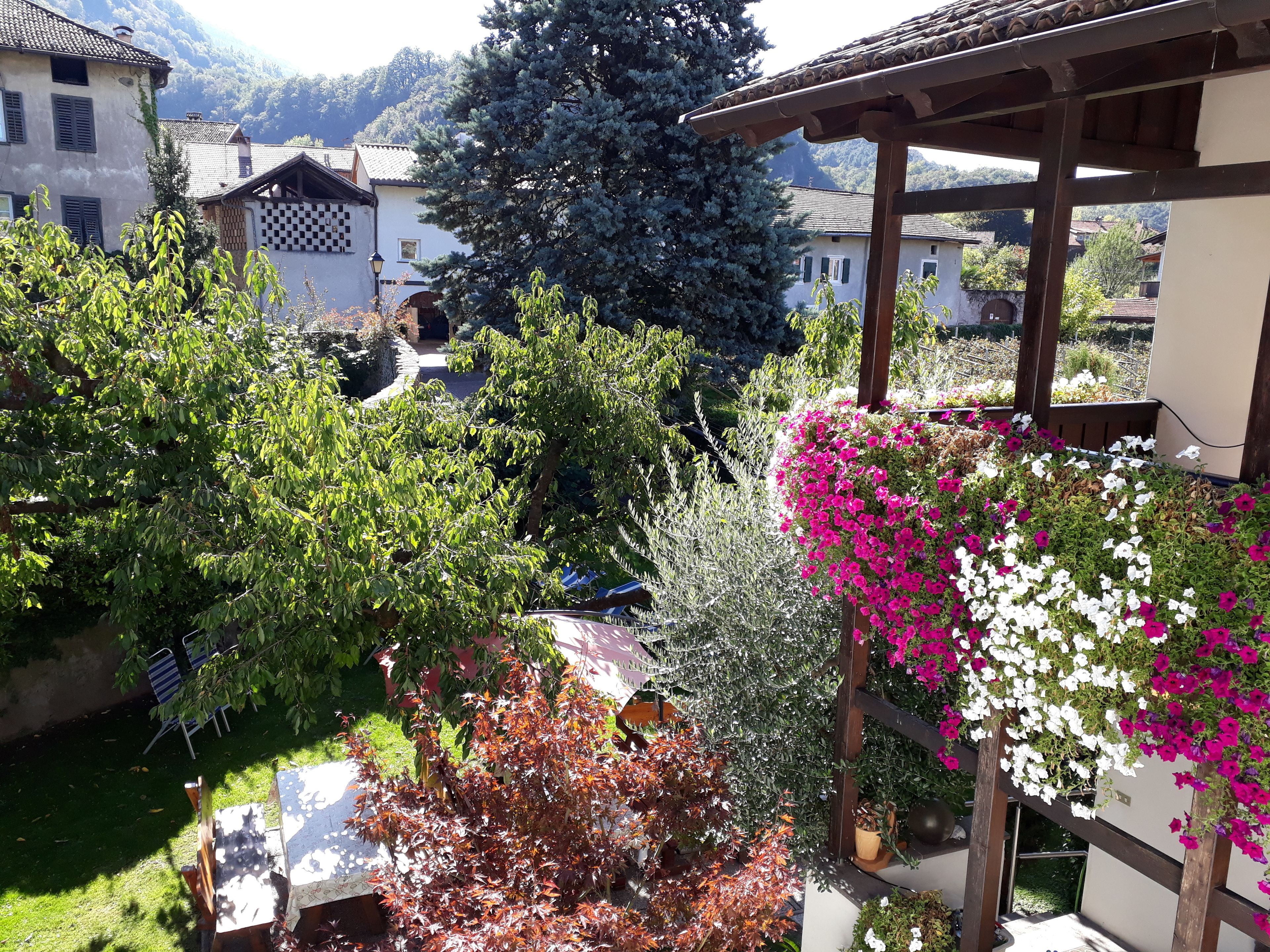 Un jardin avec différentes espèces de plantes et une pergola ornée de fleurs suspendues.