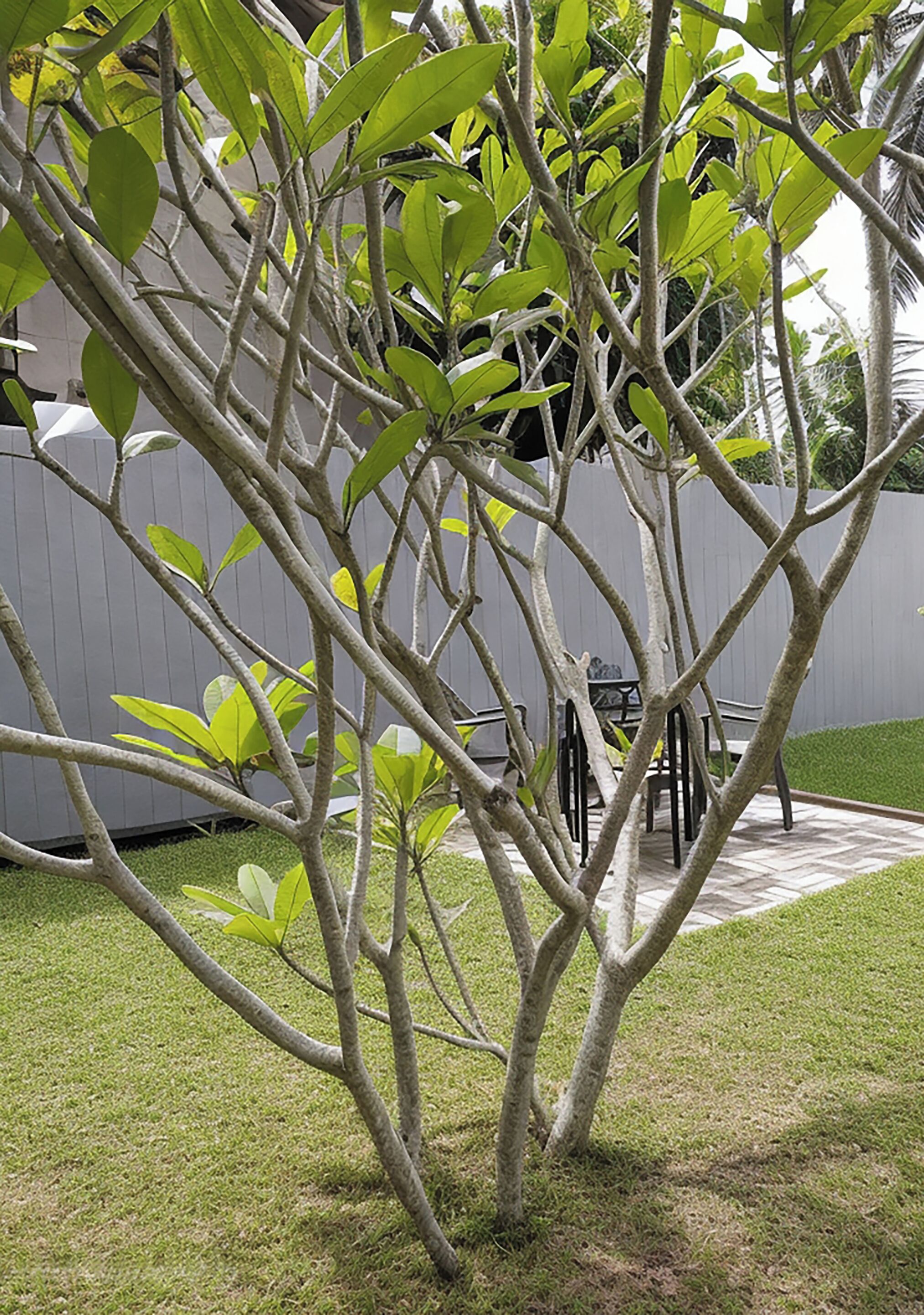 A tree with green leaves in a yard with a gray fence and a patio area with chairs.