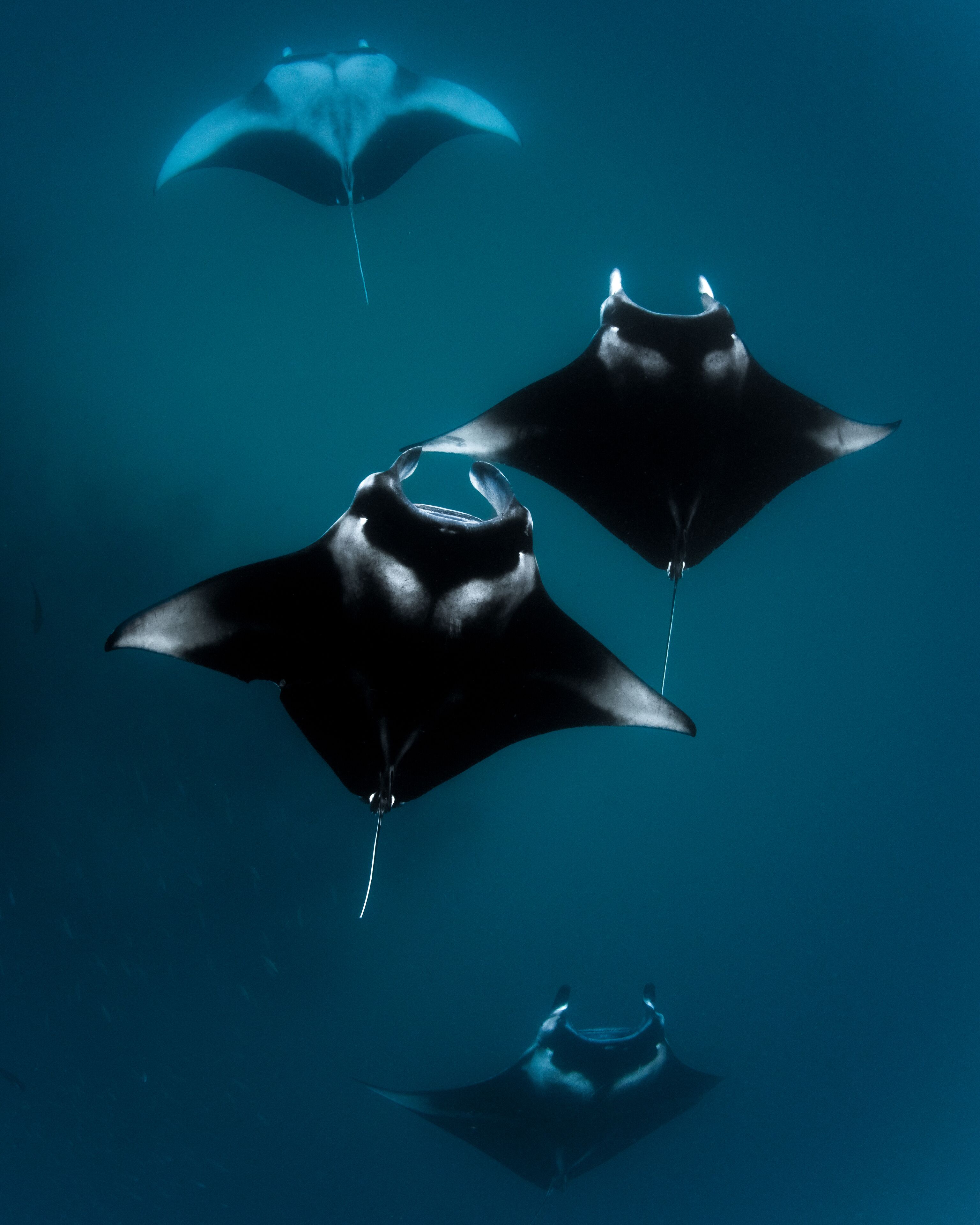 A clear view of a manta ray swimming in the ocean.