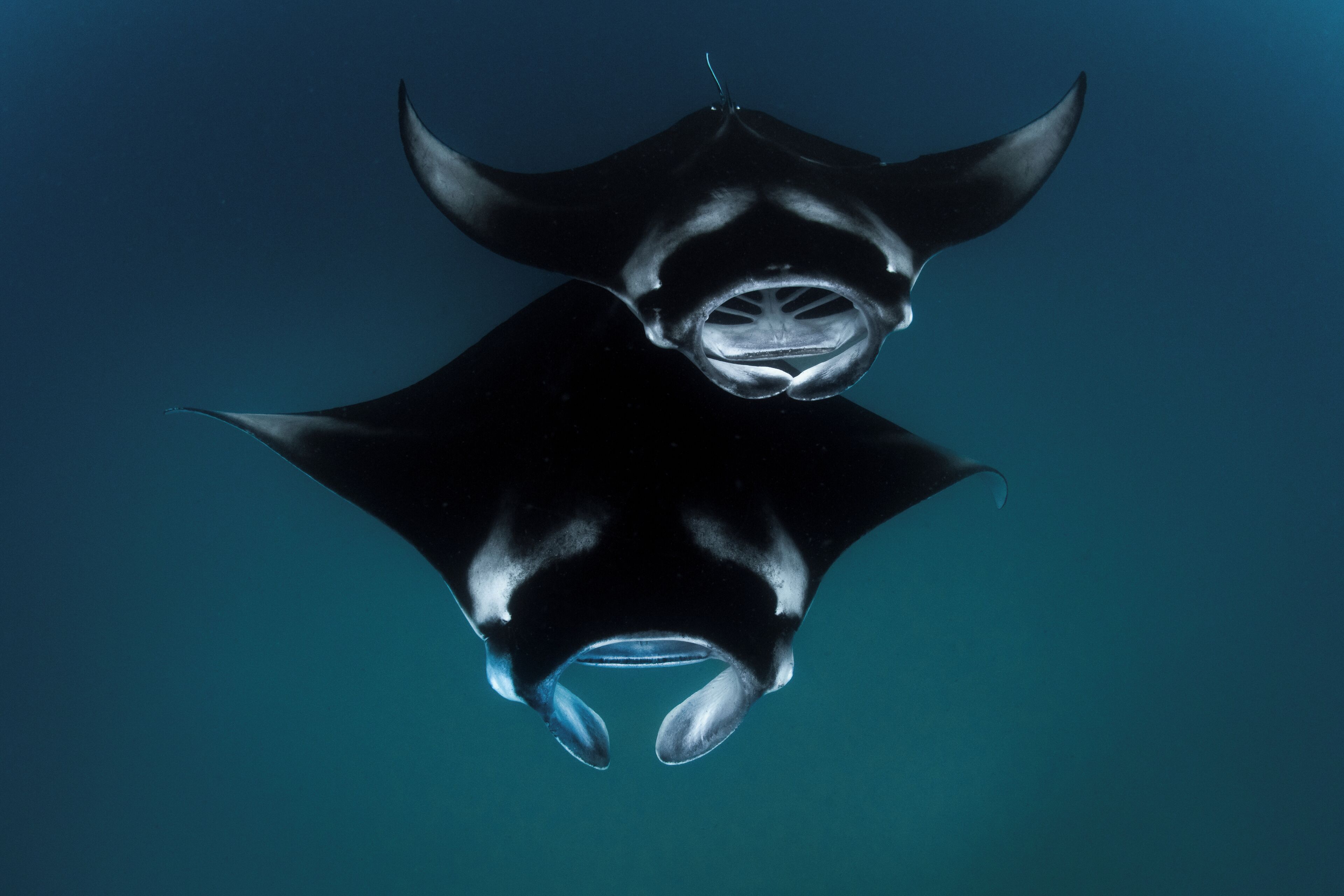 A manta ray swimming underwater.
