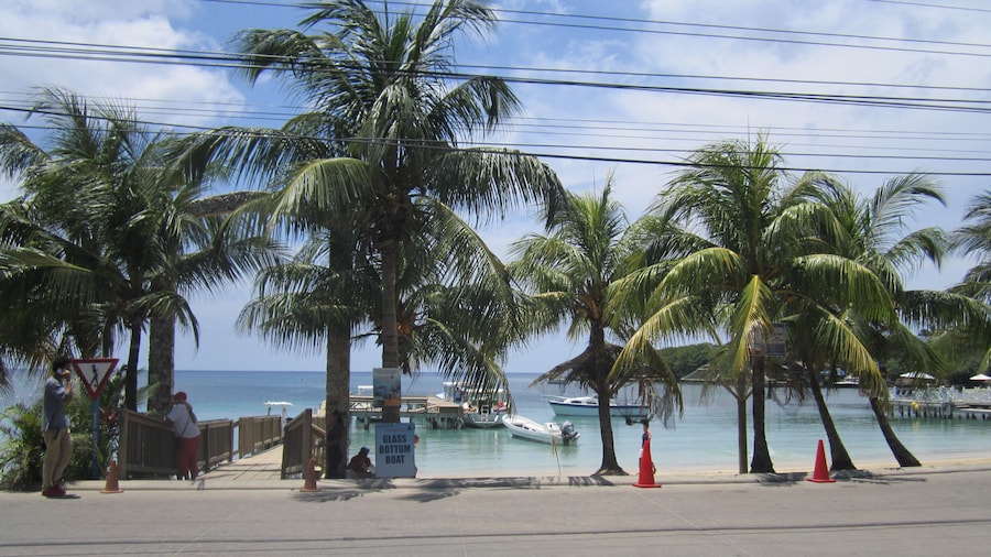 Coconut Tree West End