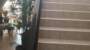 A staircase with a handrail, surrounded by potted plants.
