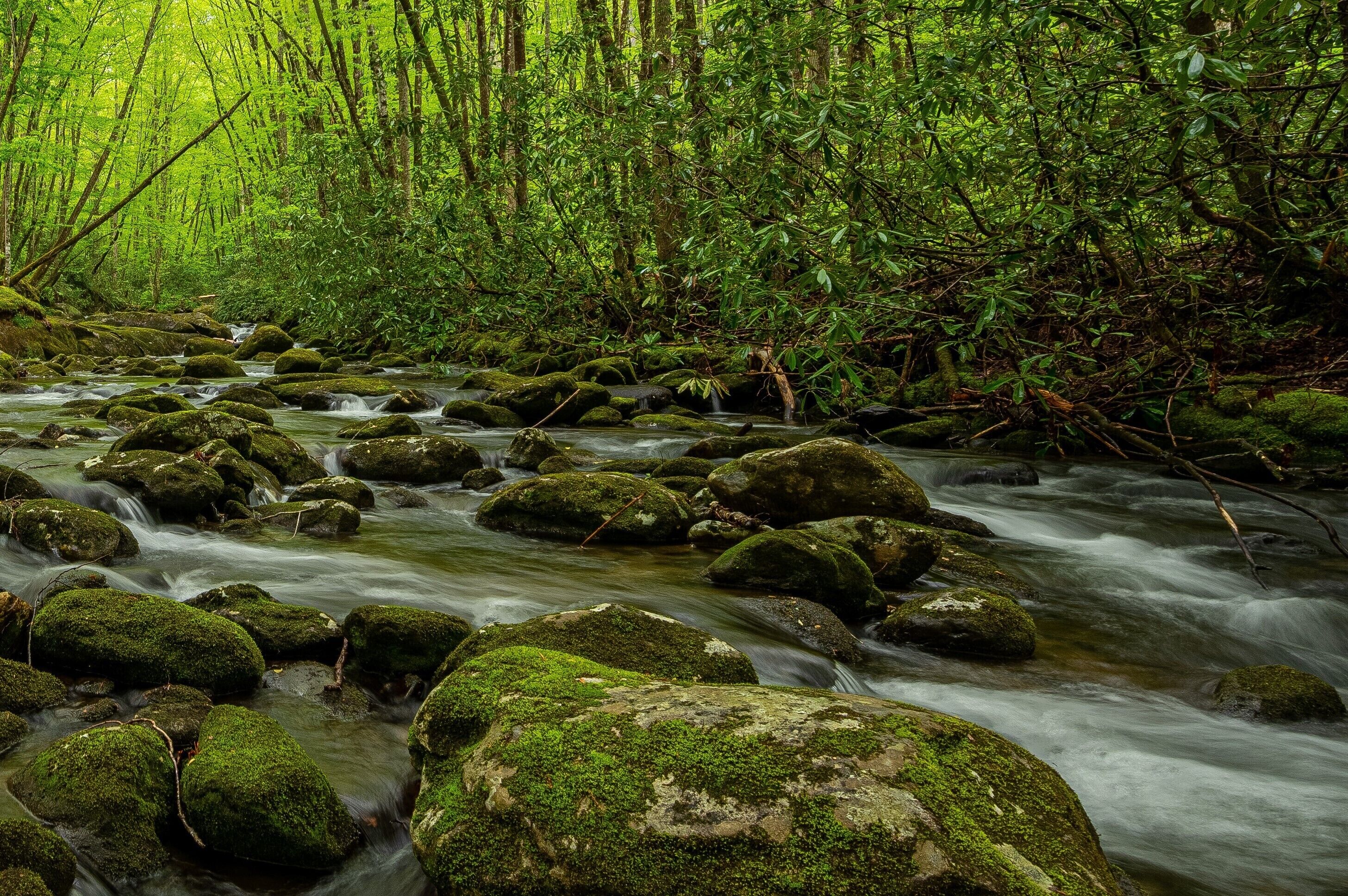 Un arroyo en un bosque con rocas cubiertas de musgo y abundante follaje verde.