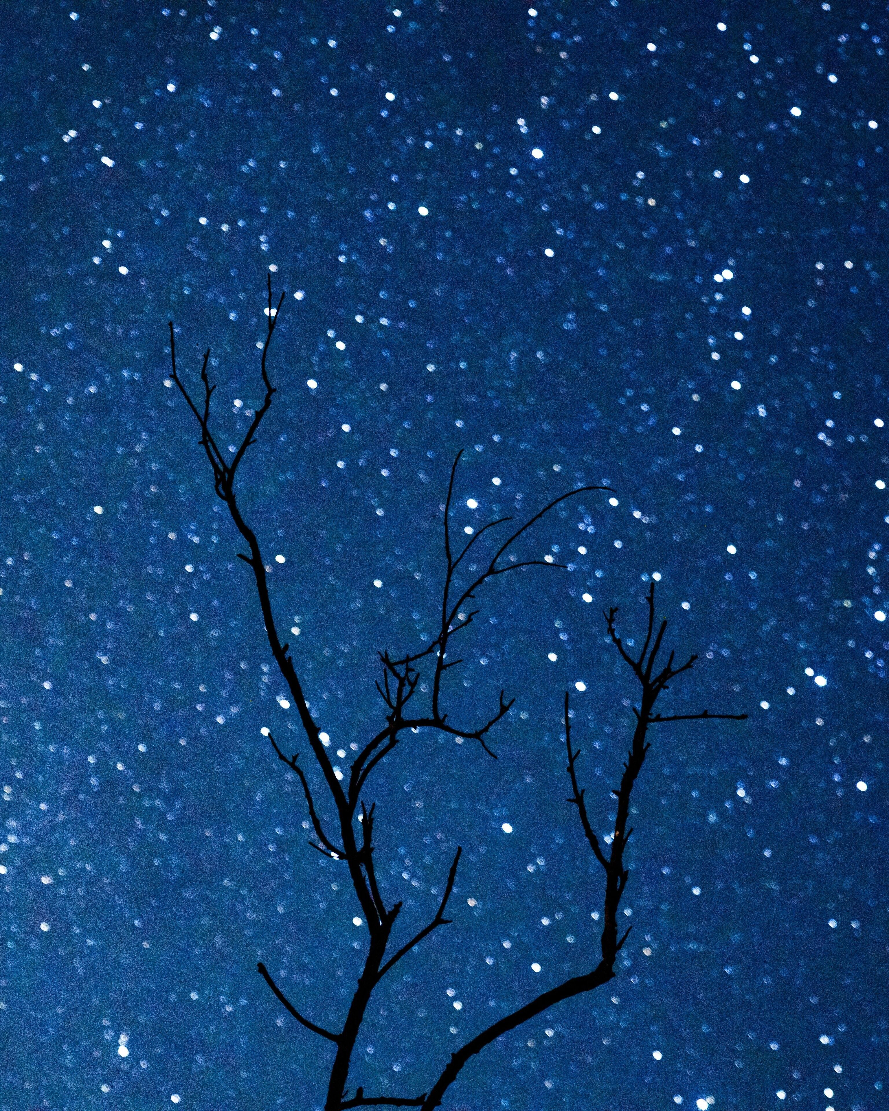 A night sky with stars and a silhouette of a bare tree.