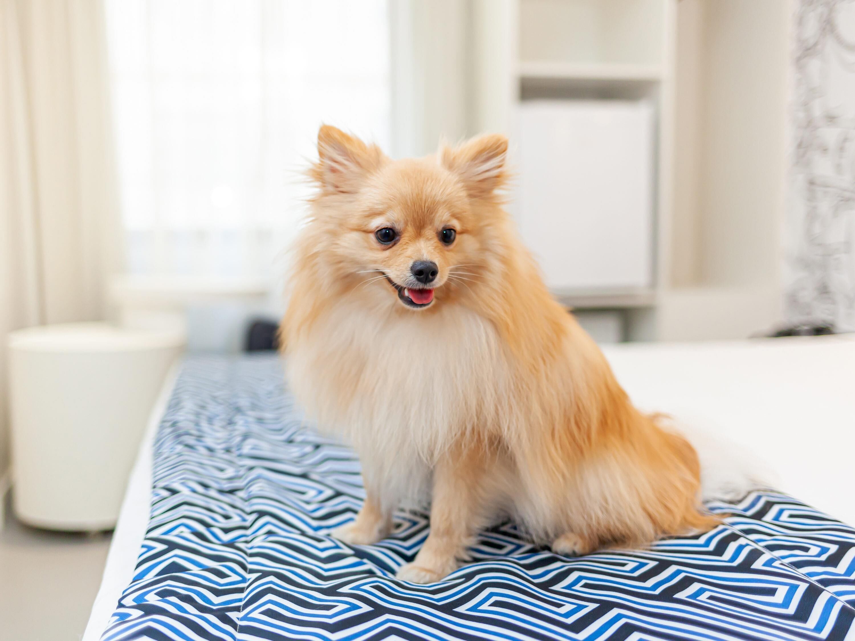 A Pomeranian dog sitting on a patterned bed in a hotel room.