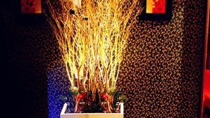 A potted plant with branches in a white planter against a dark patterned wall.