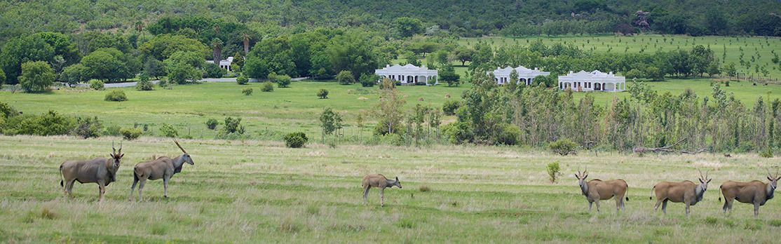 Un paisaje rural con campos abiertos y árboles dispersos.