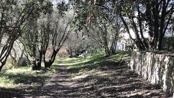 A tree-lined path with a stone wall on one side.