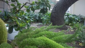 Un jardin avec différentes sortes de plantes et un arbre.