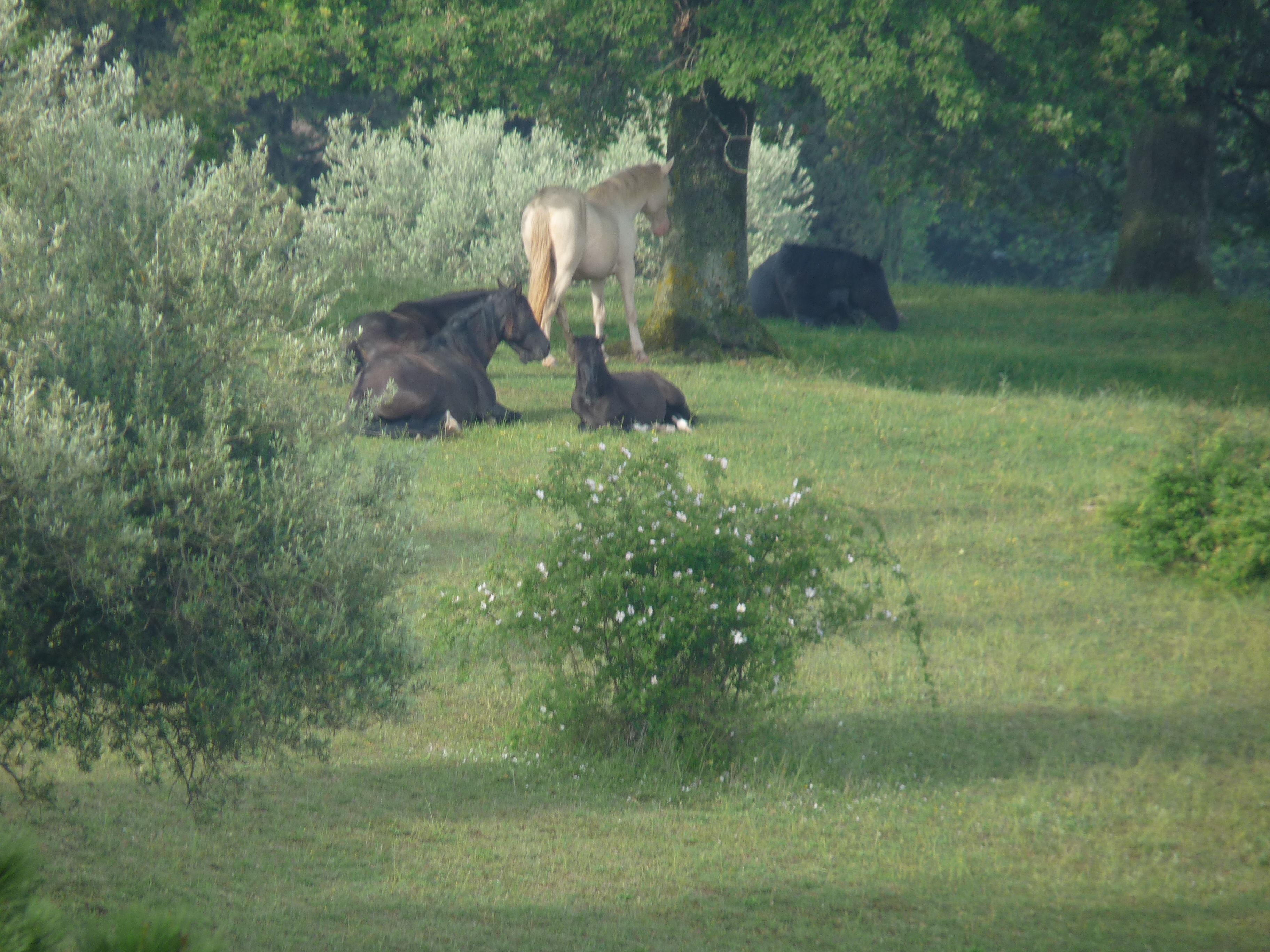 A natural landscape with a horse grazing and resting in a grassy field, surrounded by trees and shrubs.