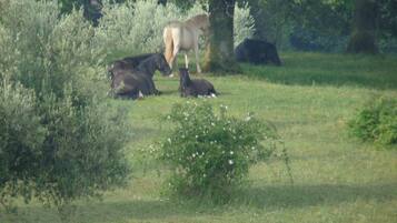 A natural landscape with a horse grazing and resting in a grassy field, surrounded by trees and shrubs.