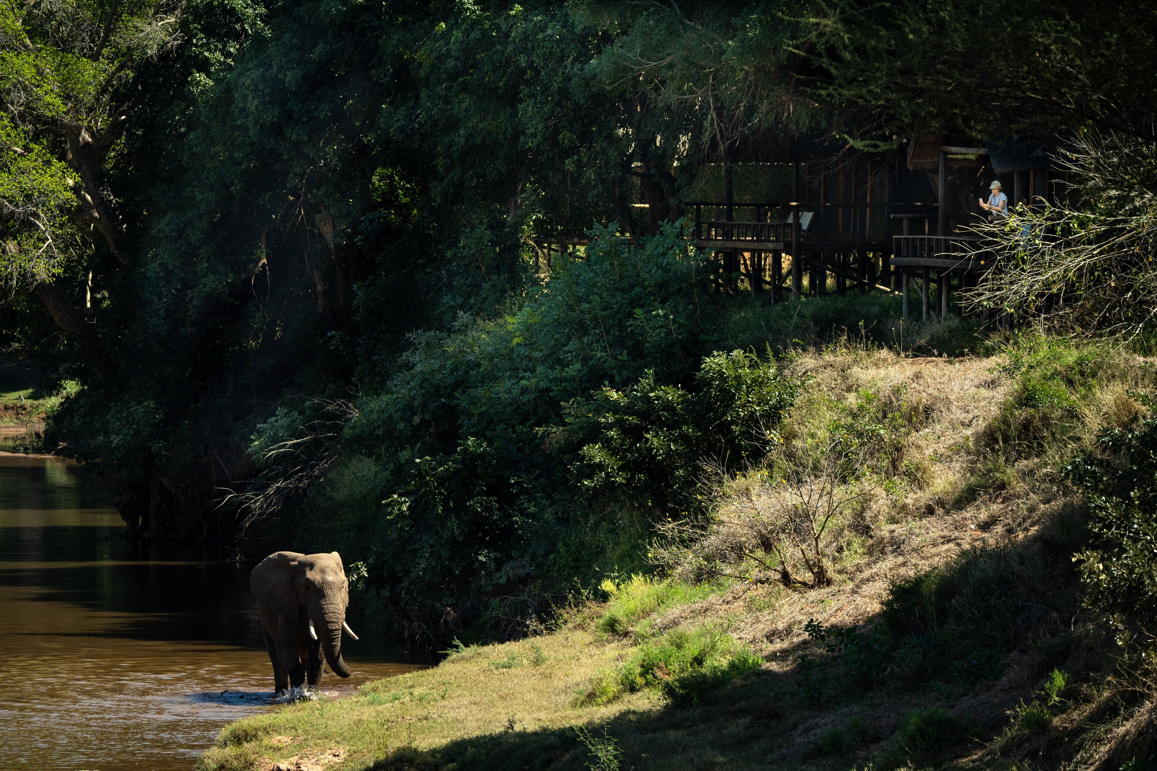 En elefant nær et vandløb med frodig vegetation og en træstruktur i baggrunden.