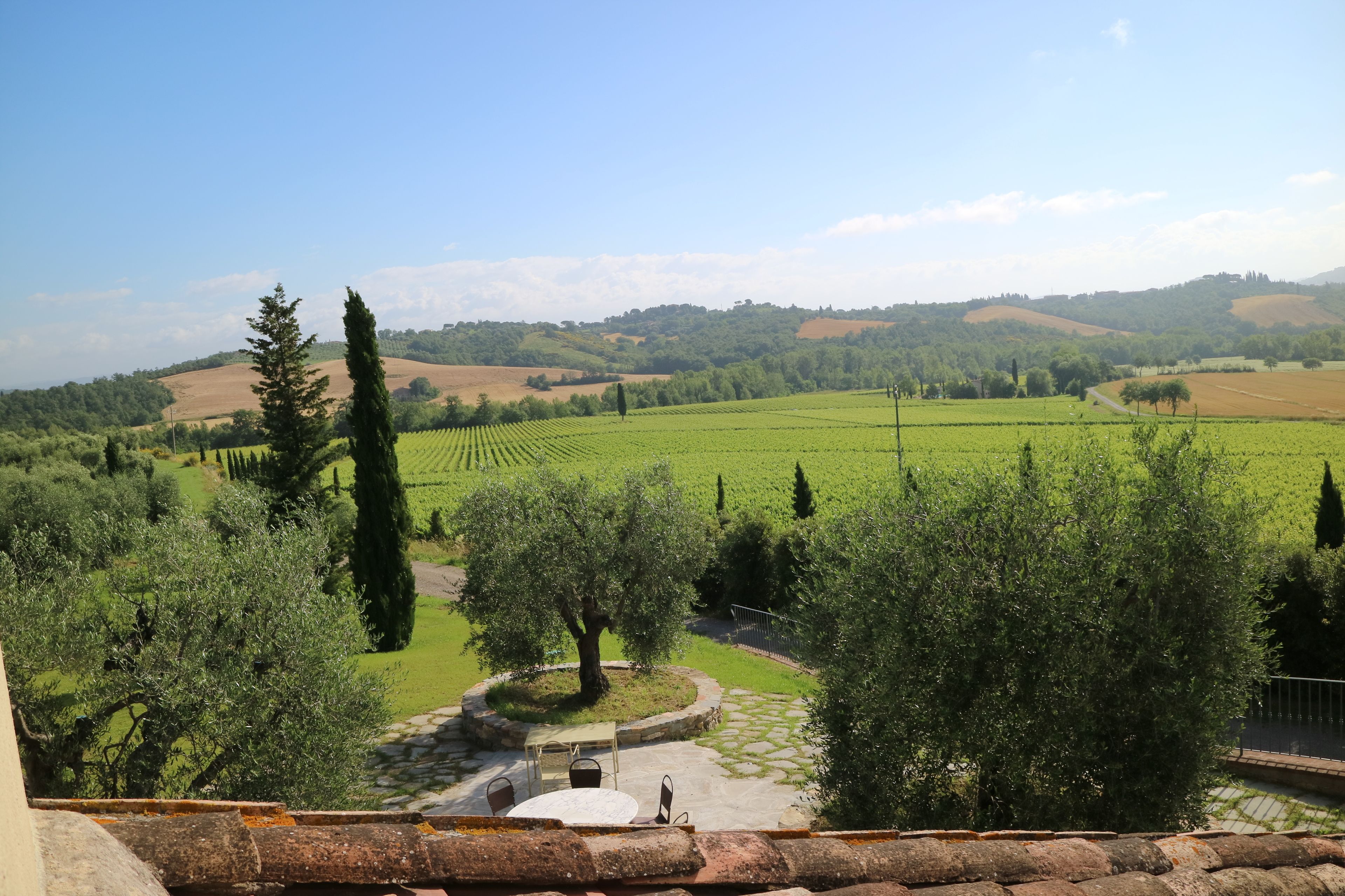 A vineyard landscape with a stone pathway, olive trees, and a small seating area.