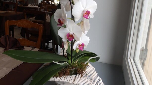 A potted orchid with white and pink flowers on a windowsill in a dining area with wooden chairs and tables.