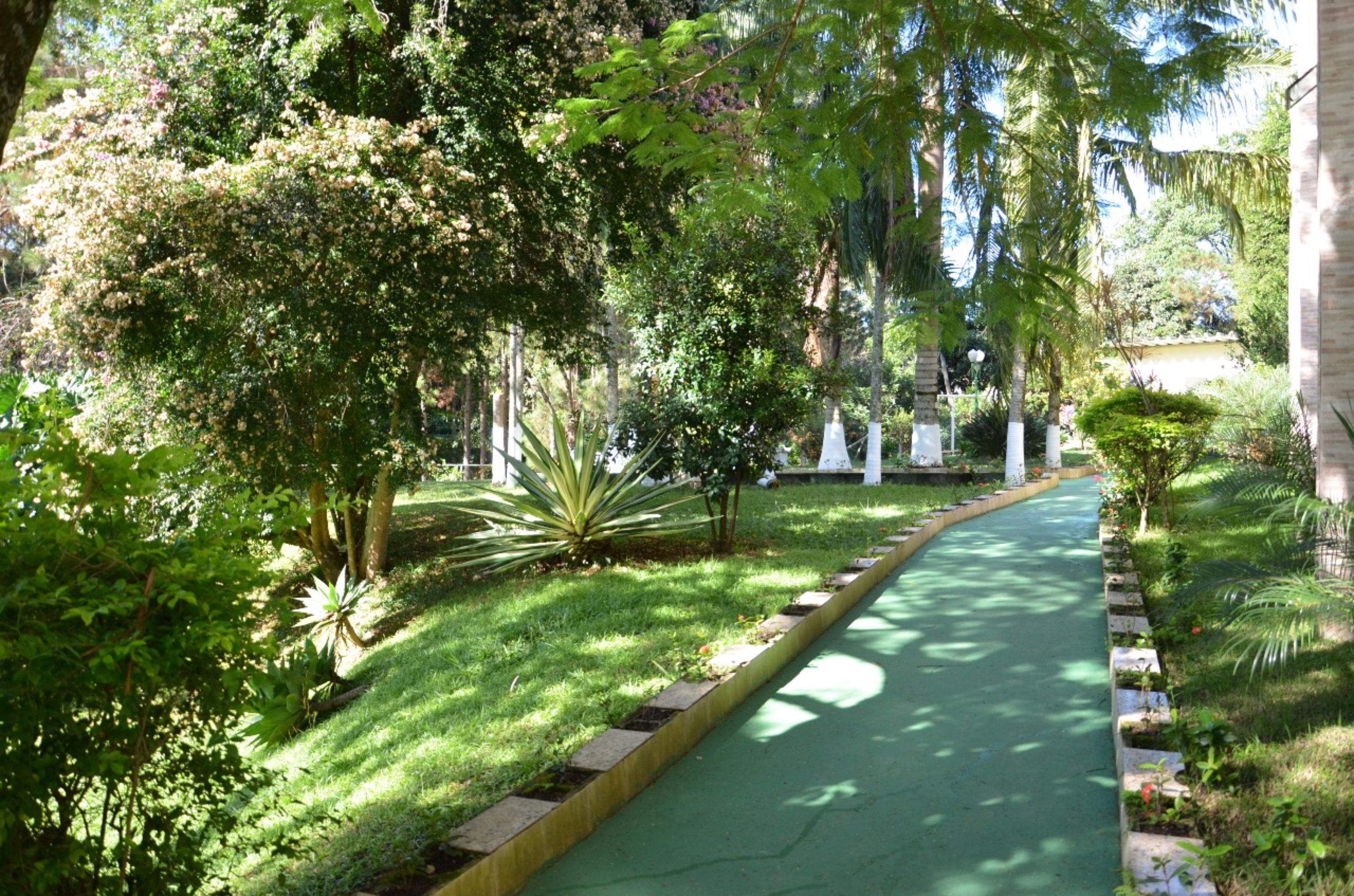 Um caminho serpenteia por um jardim exuberante, com diversas árvores e arbustos.