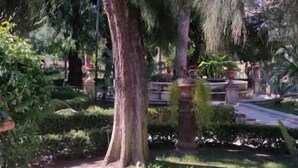 Un gran árbol con un tronco grueso y follaje denso en un jardín cuidado.