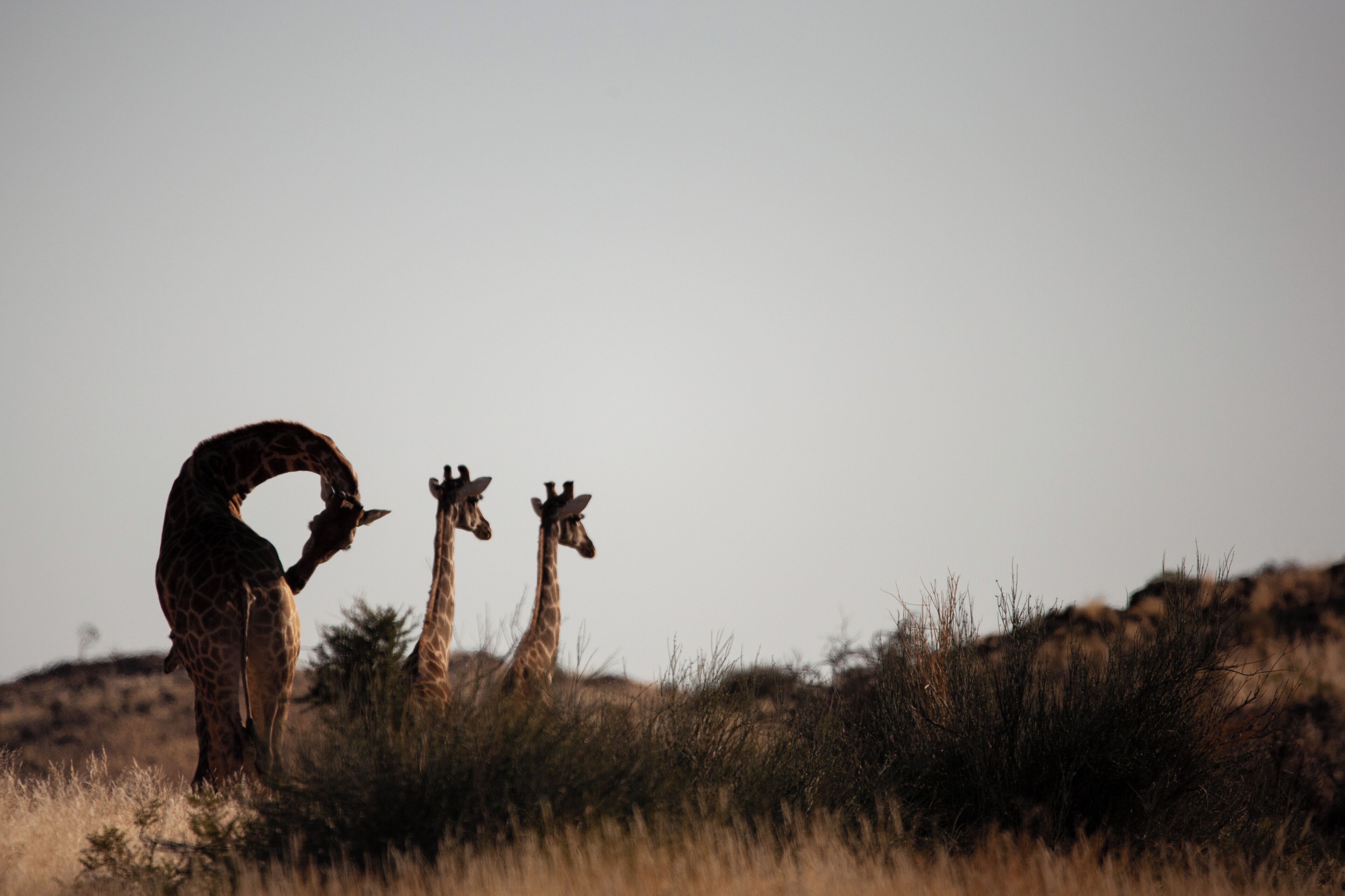 A giraffe bending down to eat grass in a natural setting.