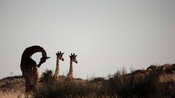 A giraffe bending down to eat grass in a natural setting.