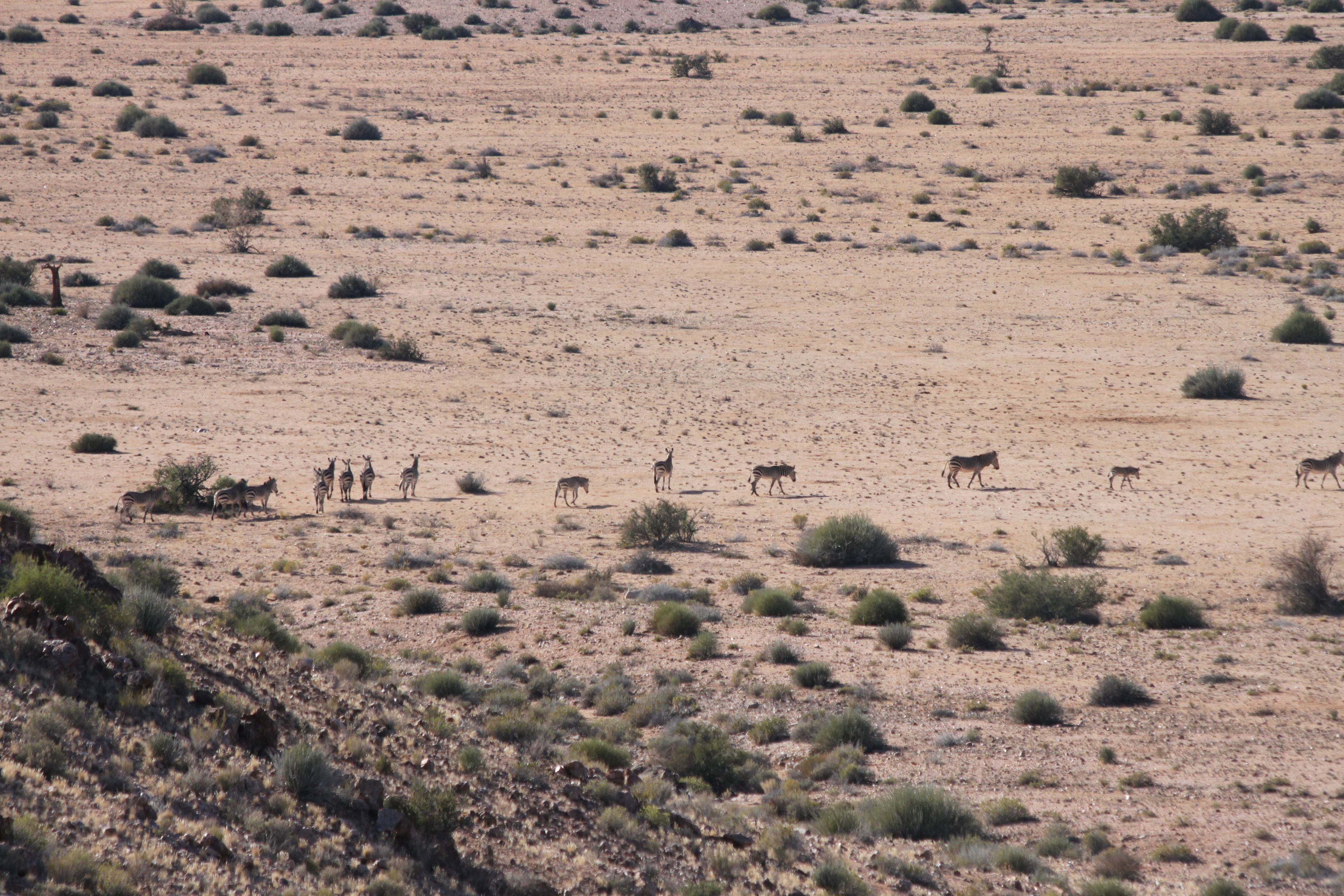A desert landscape with sparse vegetation and several animals, including zebras and antelopes, visible in the distance.