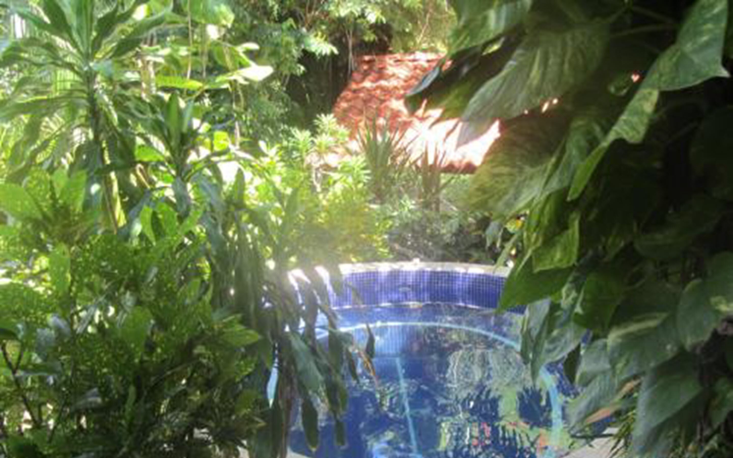 Un jardin luxuriant, avec un feuillage dense et un élément décoratif aquatique d’eau bleue.