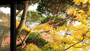 A view through a window with a table and chairs, overlooking a garden with trees in autumn colors. - Sozankyo (Aso)