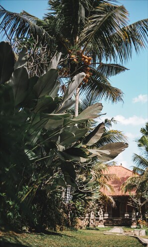 Garden - Ubud Cottages Malang (Malang)