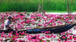 A person rowing a boat through a lotus-filled water body. - The Infinite Resort Nakhon Sawan (Nakhon Sawan)