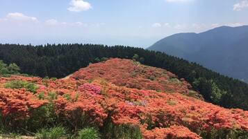 Een bergachtig landschap met een dicht bos en een heuvel bedekt met roze bloemen.