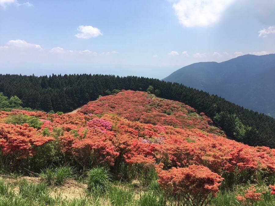Een bergachtig landschap met een dicht bos en een heuvel bedekt met roze bloemen.