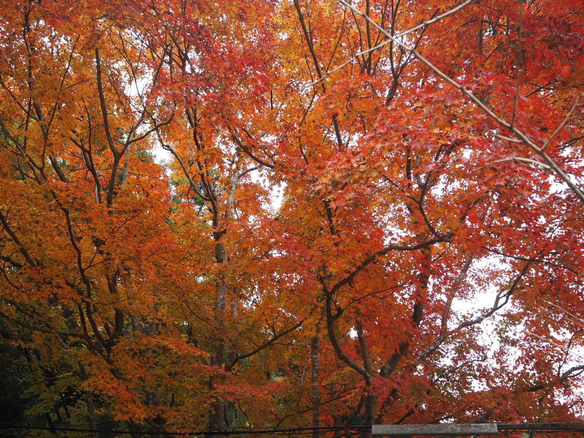 Une forêt dense d’arbres aux couleurs automnales, avec des feuilles rouge et orange éclatantes.