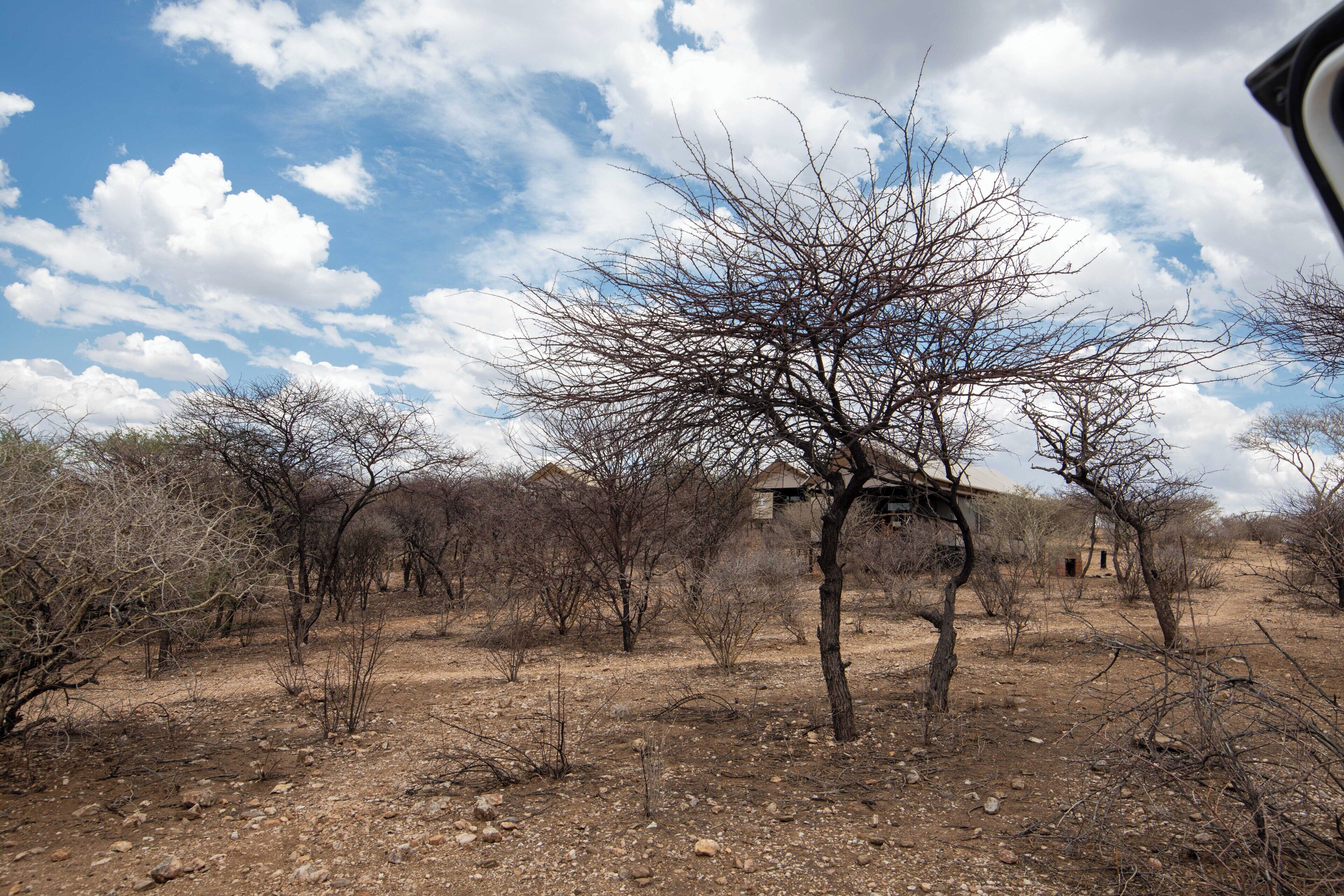 Un paysage aride et rocheux, avec une végétation clairsemée et quelques arbres isolés.