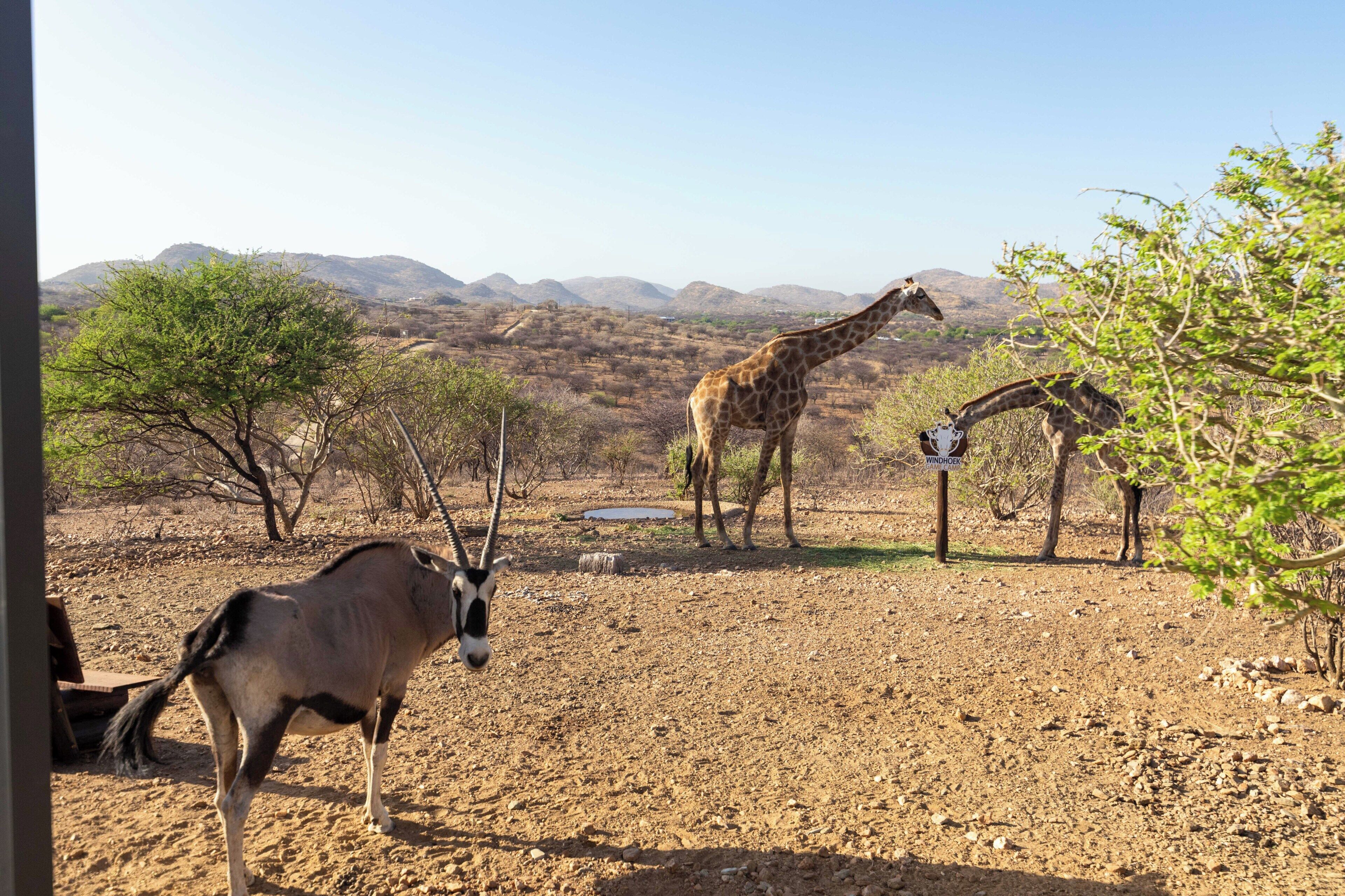 Uma girafa e uma antílope numa paisagem árida e rochosa, com vegetação escassa e montanhas ao longe.