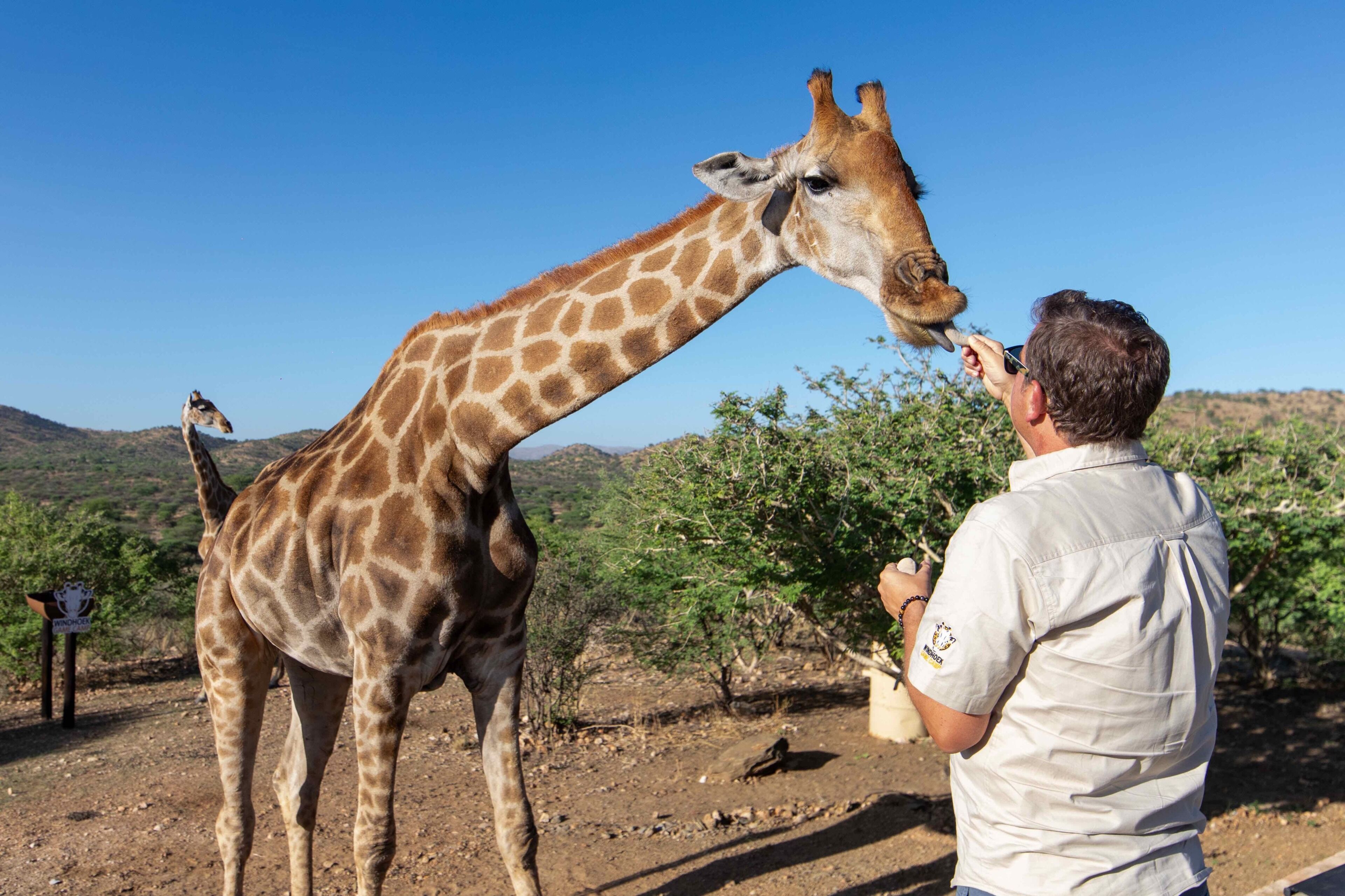 A giraffe being fed by a person in a natural setting with hills in the background.