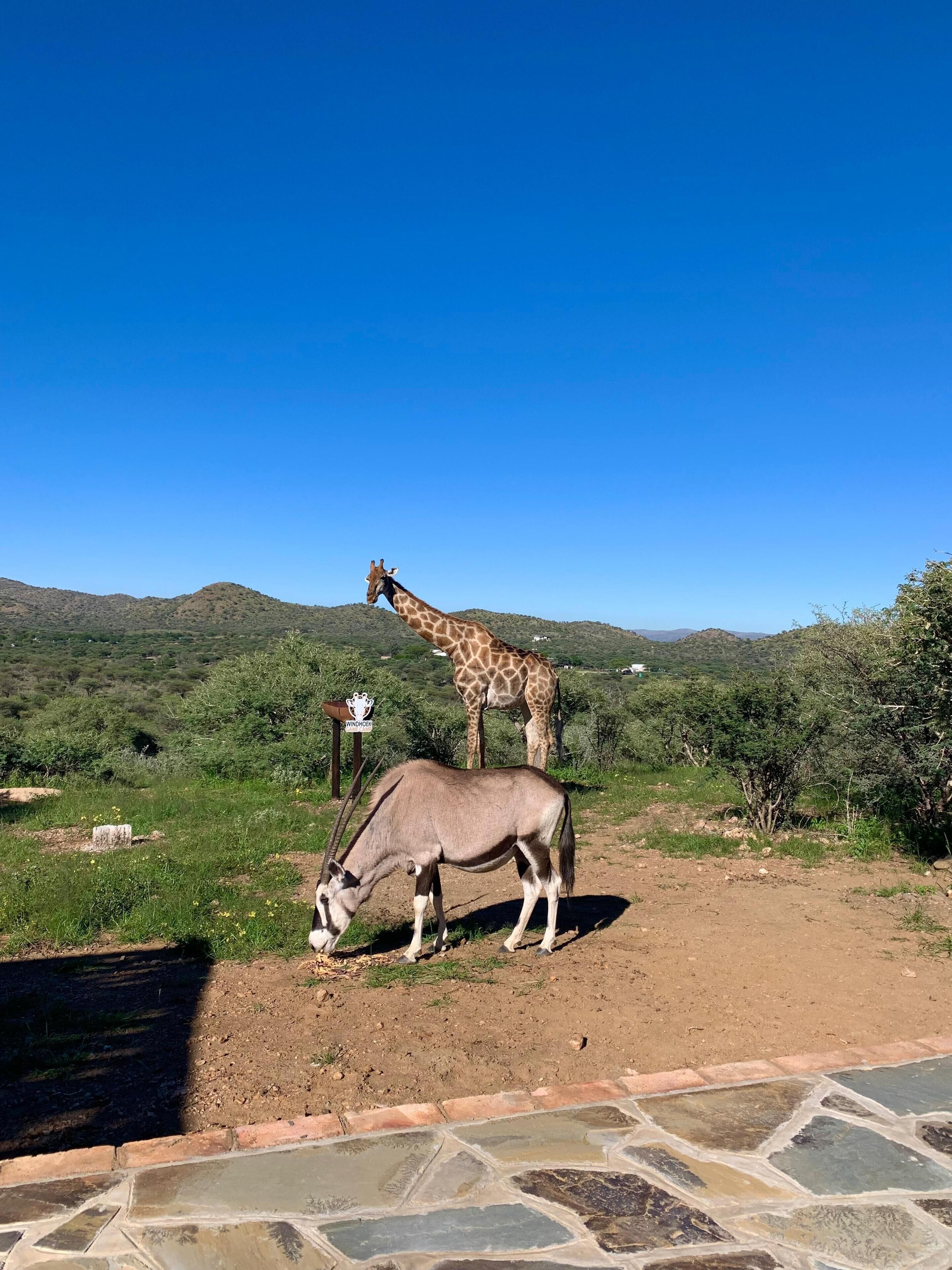 Eine Giraffe und ein Antilope in einer natürlichen Umgebung bei blauem Himmel.