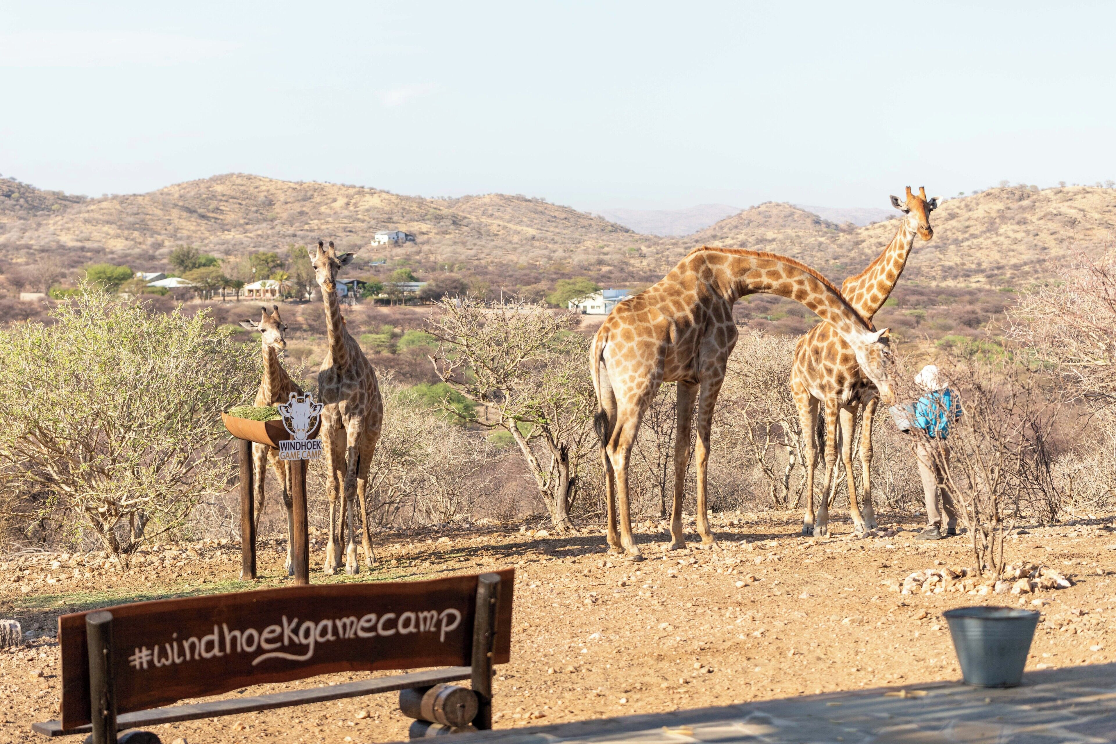 A giraffe enclosure with a wooden bench labeled 'Windhoek Game Camp.'