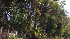 A dense garden with various trees and shrubs, a concrete wall, and a metal fence. - Nan inn Bungalow (Karon)