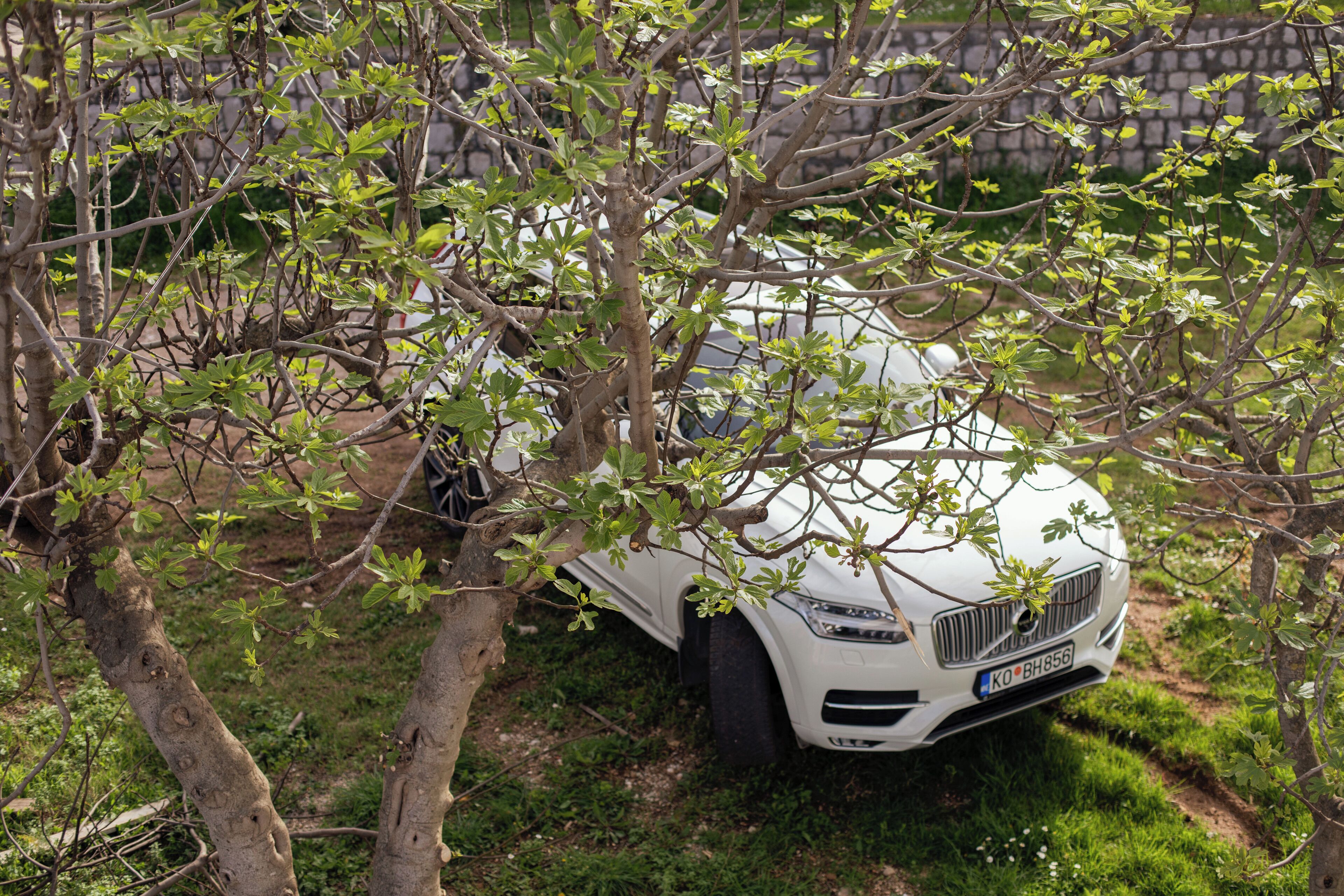 A white car parked in a grassy area with trees.