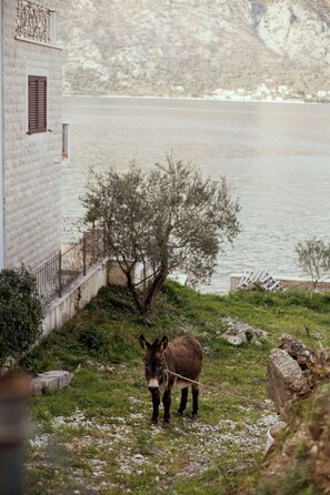 Exterior - Step to Kotor bay Stoliv (Donji Stoliv)