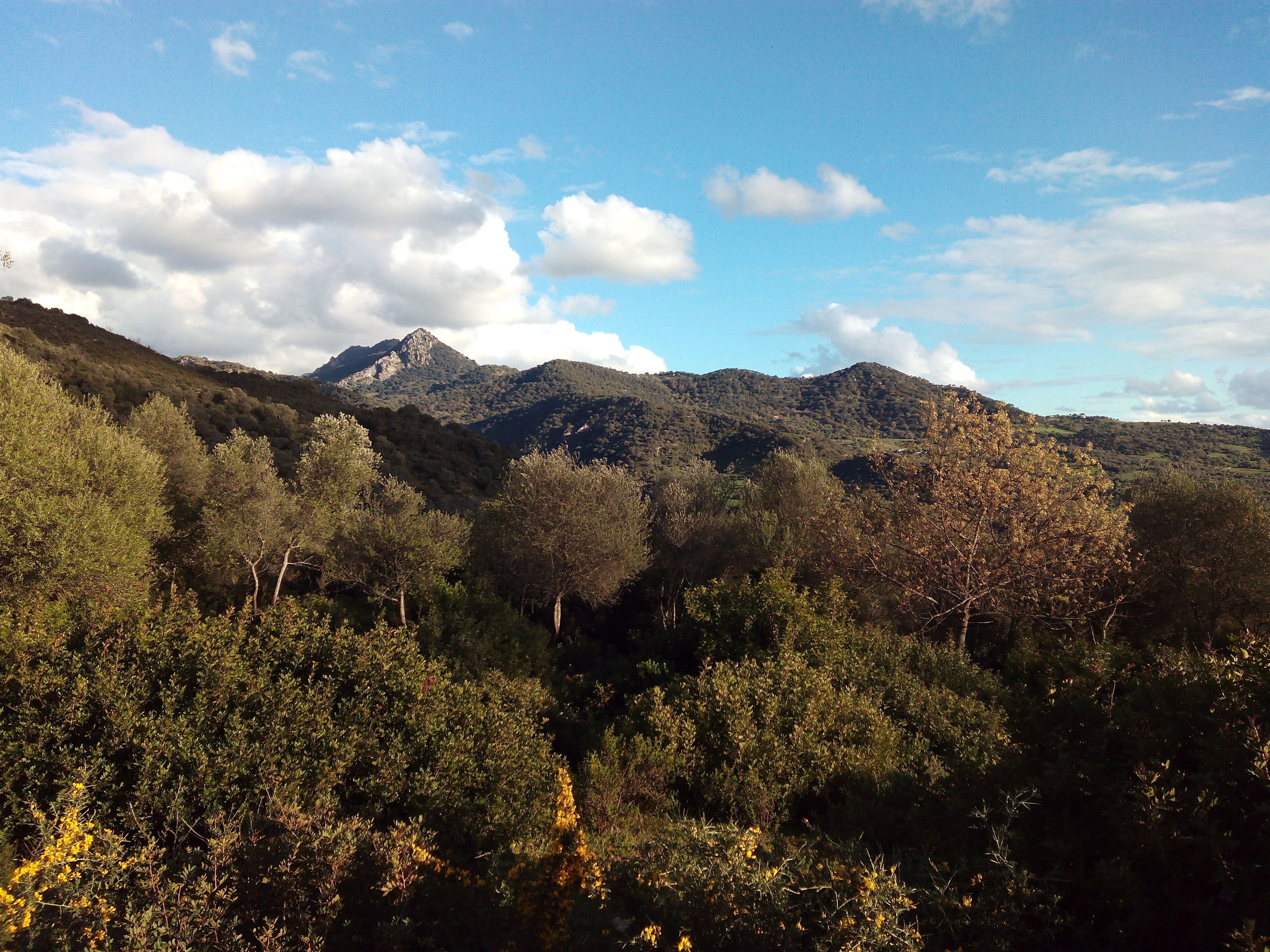 A mountainous landscape with dense forest in the foreground and a prominent peak in the background.