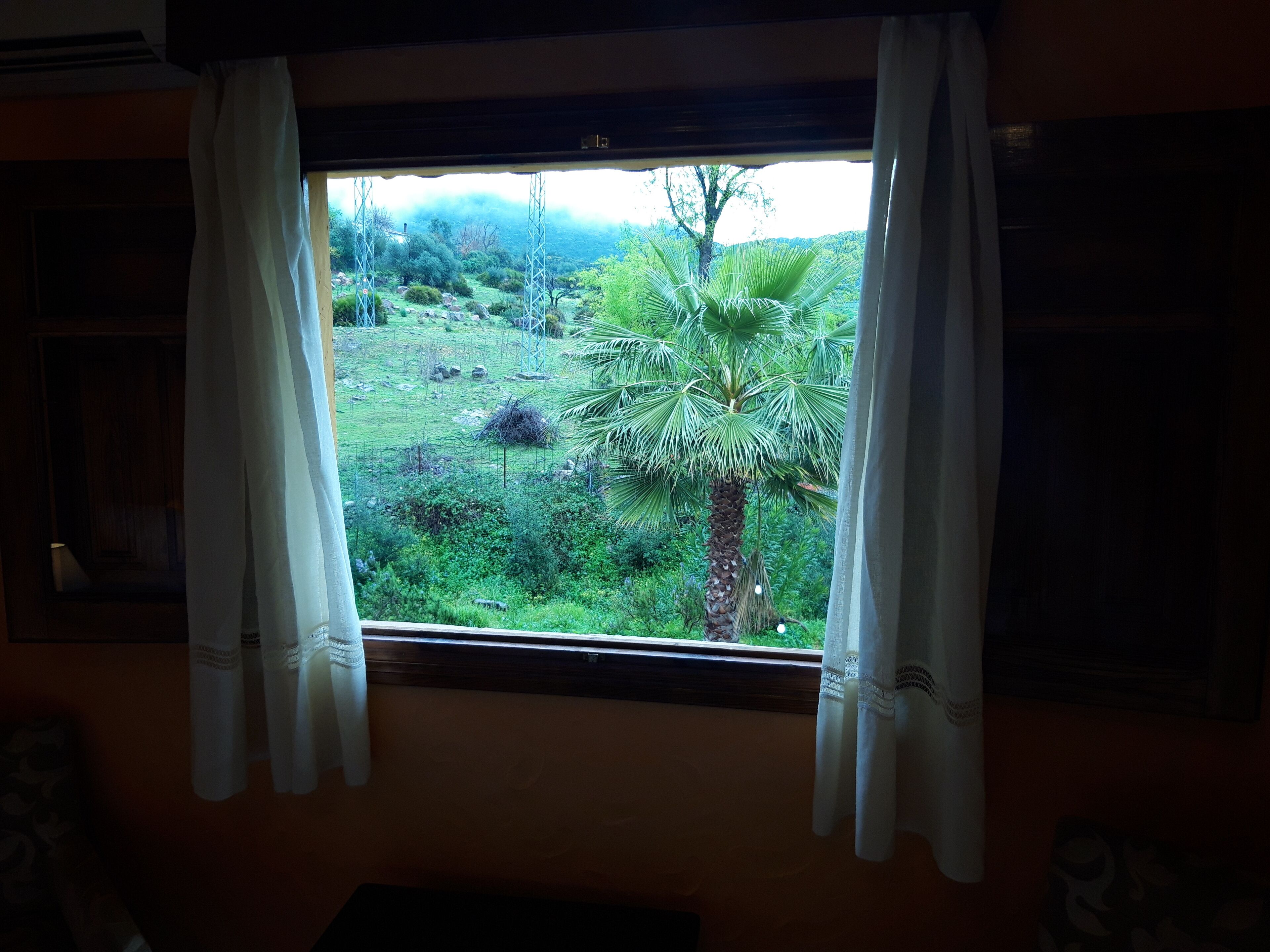 Una ventana con cortinas blancas, que ofrece vistas de un exuberante paisaje verde con árboles y una palmera.
