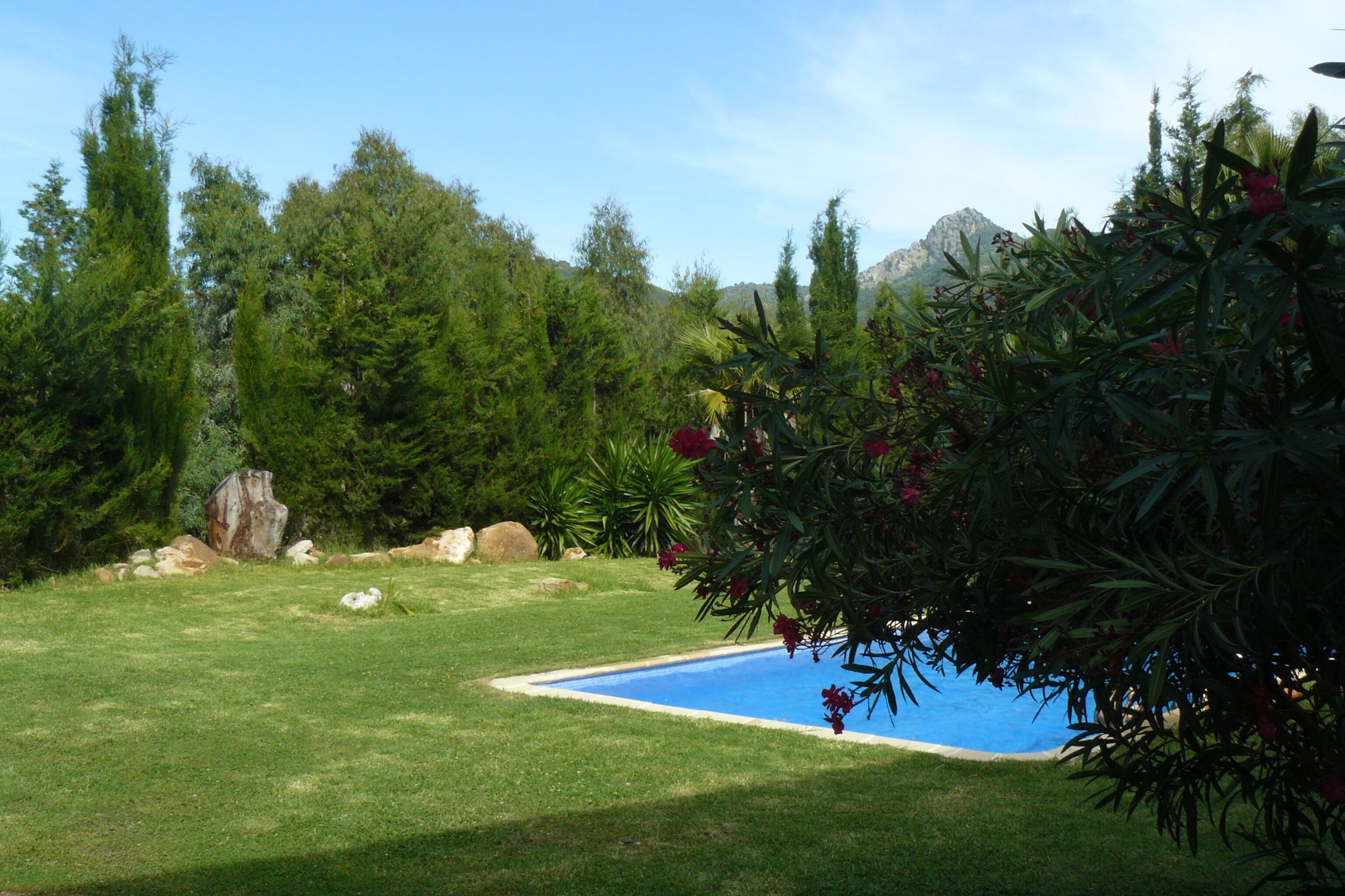A swimming pool surrounded by a grassy lawn and dense trees.