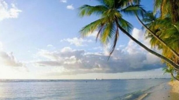 Une plage avec un palmier et un ciel dégagé.