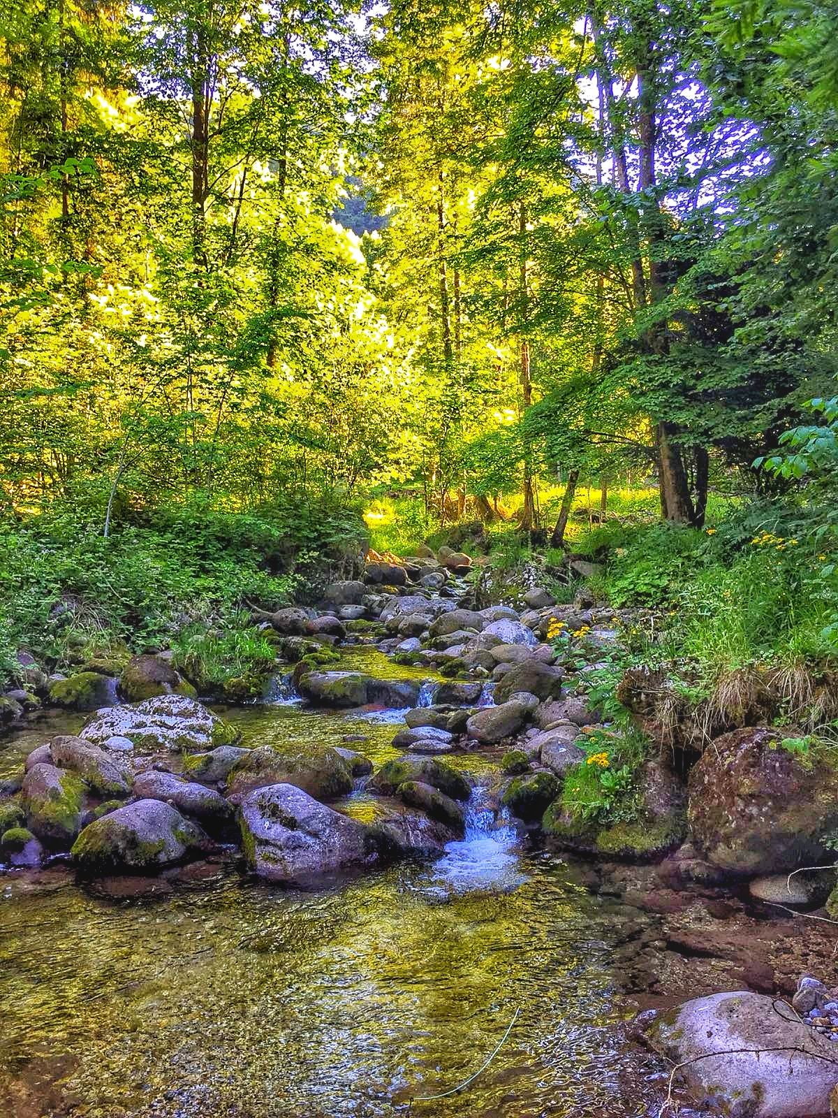 A natural landscape with a stream flowing over rocks, surrounded by dense green foliage.