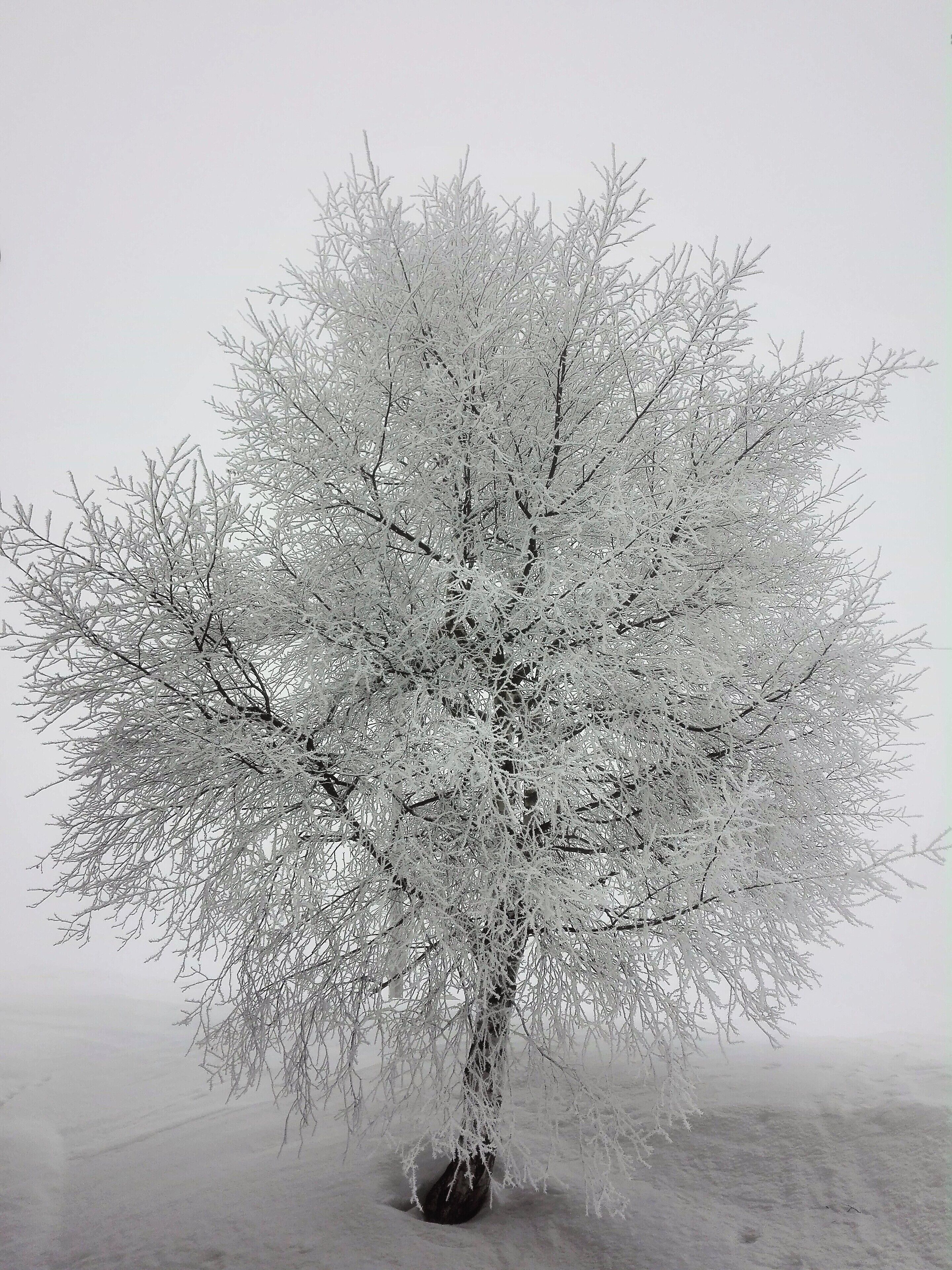 Un árbol cubierto de nieve con tronco y ramas visibles, sobre un fondo brumoso.