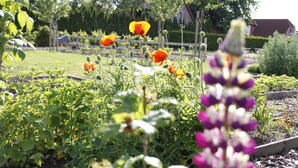 A garden with various plants and flowers, including orange poppies and purple flowers. - Landhotel Franck (Brietlingen)